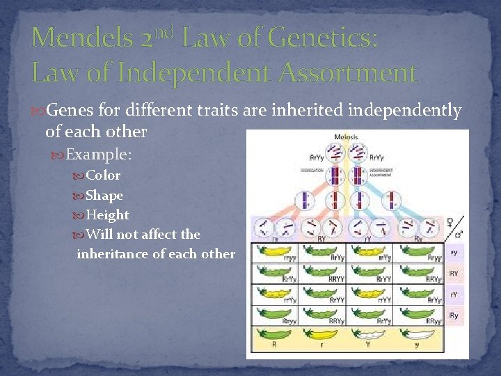 Mendels 2 nd Law of Genetics: Law of Independent Assortment Genes for different traits