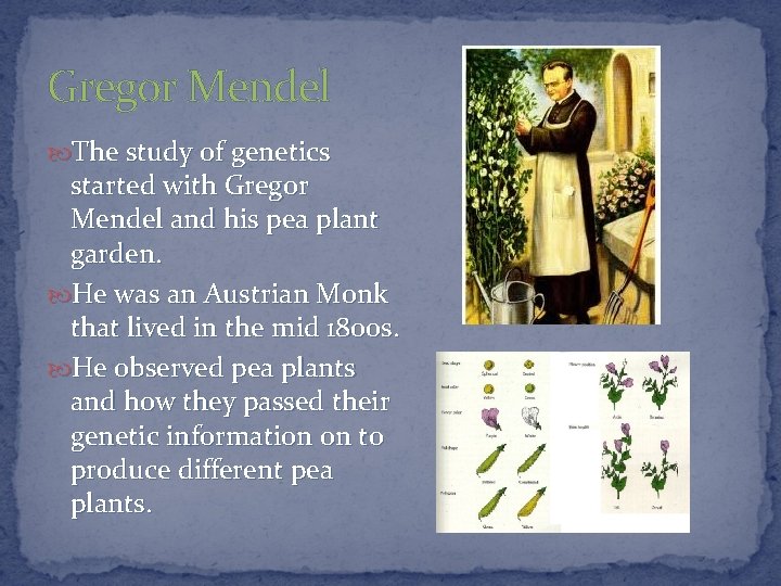 Gregor Mendel The study of genetics started with Gregor Mendel and his pea plant