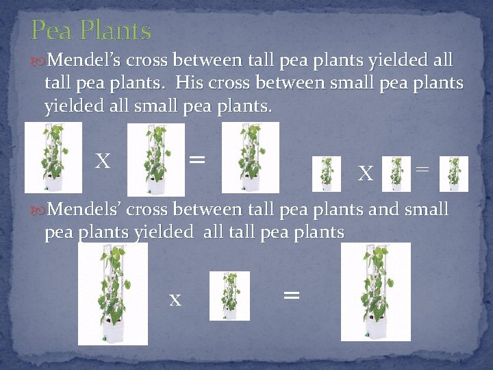 Pea Plants Mendel’s cross between tall pea plants yielded all tall pea plants. His