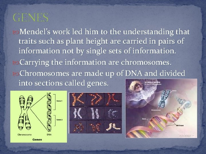 GENES Mendel’s work led him to the understanding that traits such as plant height