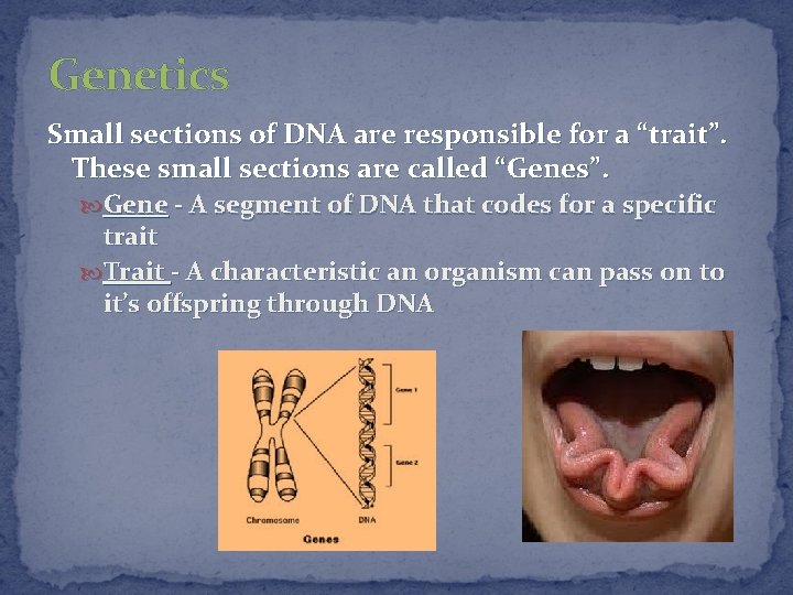 Genetics Small sections of DNA are responsible for a “trait”. These small sections are