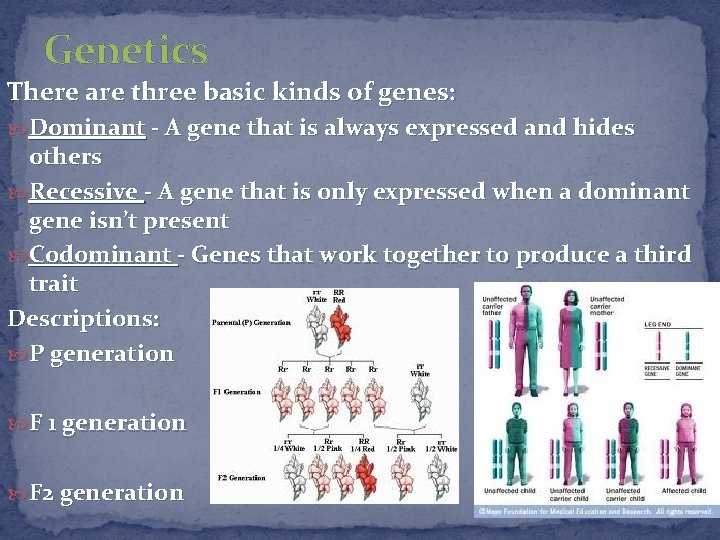 Genetics There are three basic kinds of genes: Dominant - A gene that is