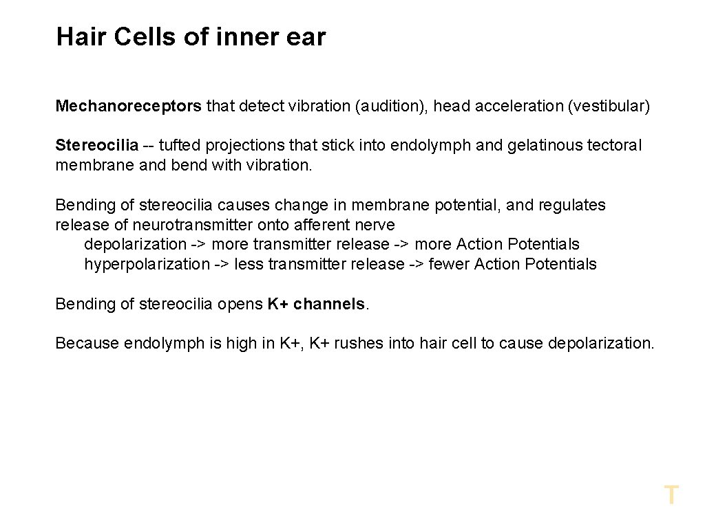 Hair Cells of inner ear Mechanoreceptors that detect vibration (audition), head acceleration (vestibular) Stereocilia