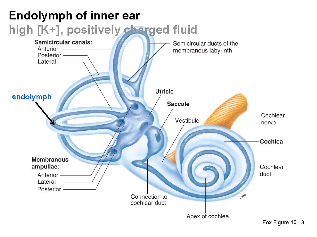 Endolymph of inner ear high [K+], positively charged fluid endolymph Fox Figure 10. 13