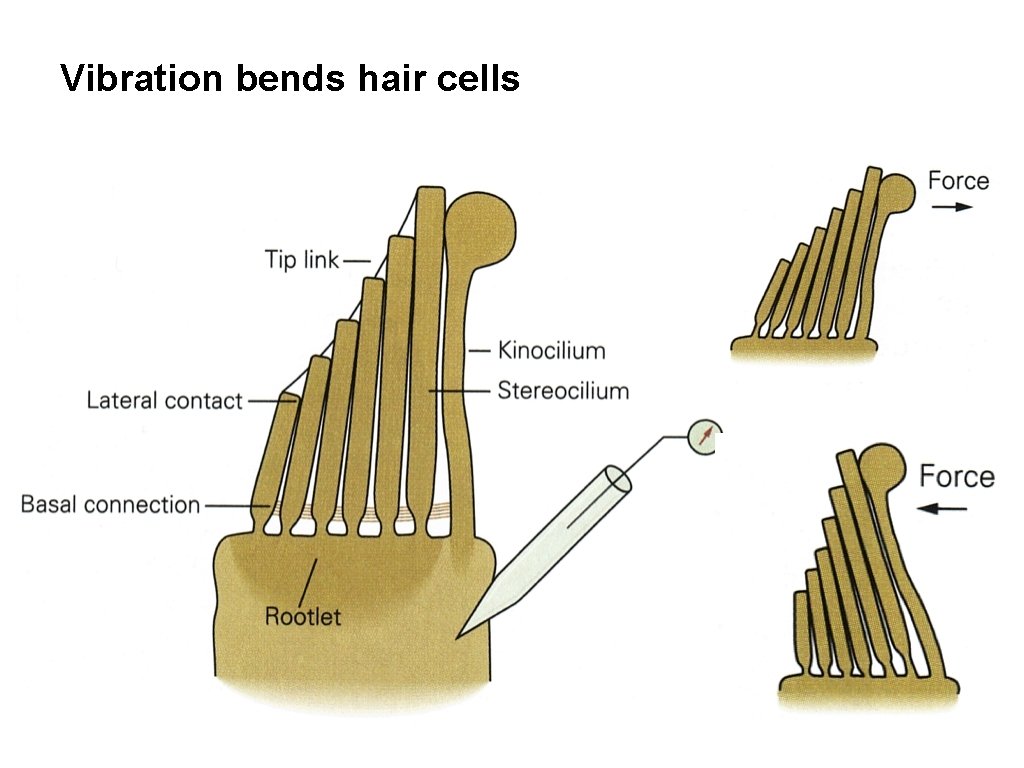 Vibration bends hair cells 