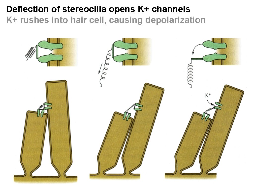 Deflection of stereocilia opens K+ channels K+ rushes into hair cell, causing depolarization 