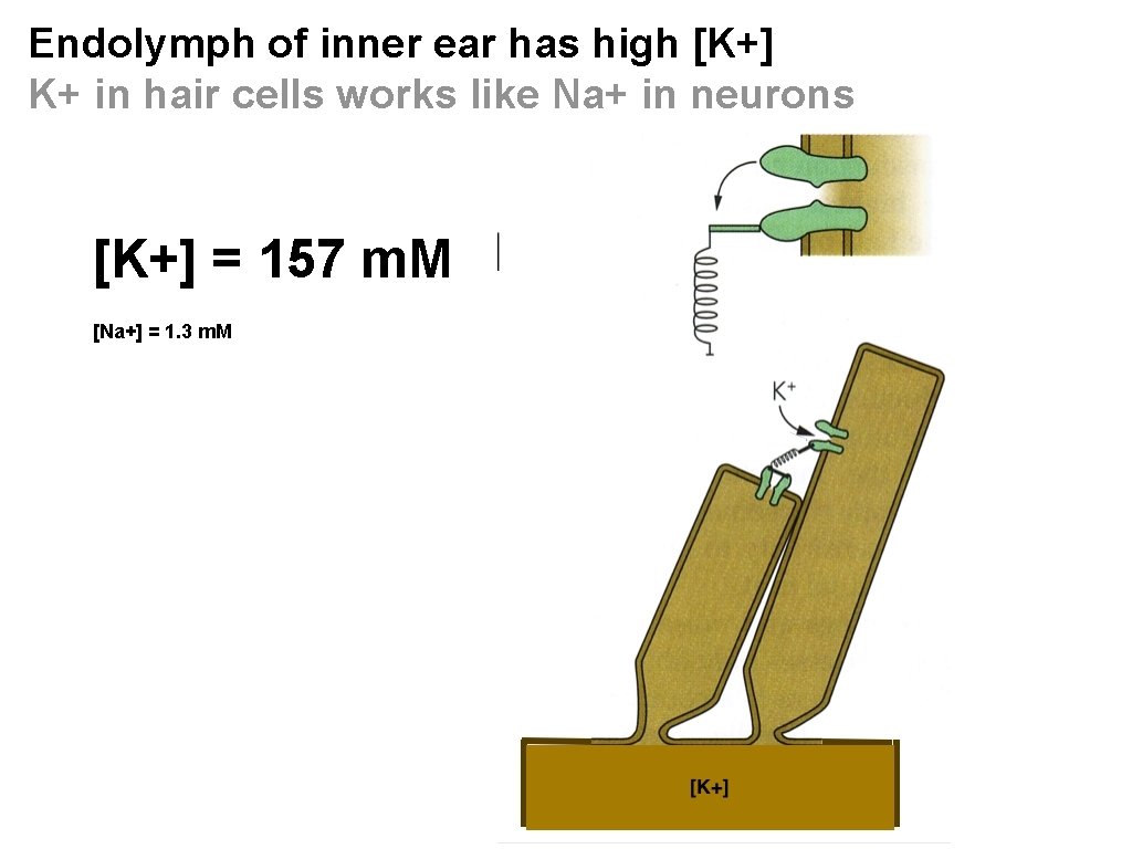 Endolymph of inner ear has high [K+] K+ in hair cells works like Na+