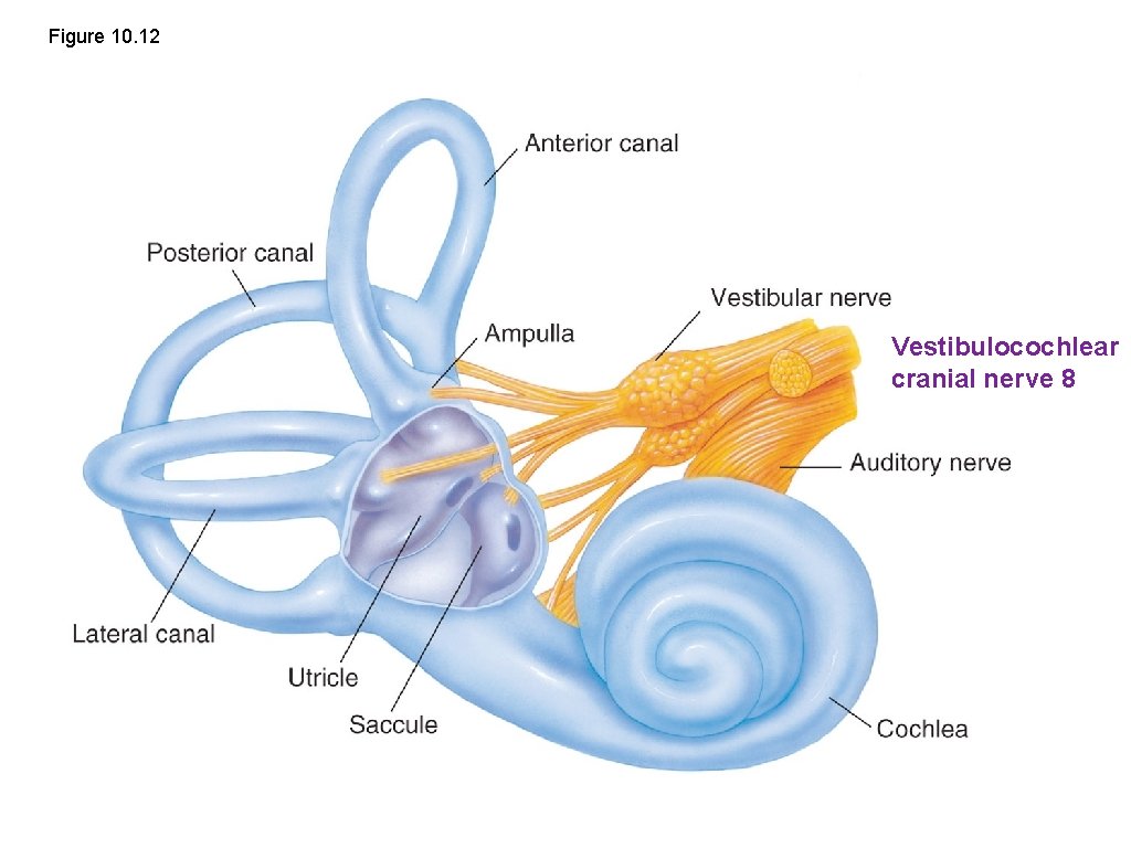 Figure 10. 12 Vestibulocochlear cranial nerve 8 
