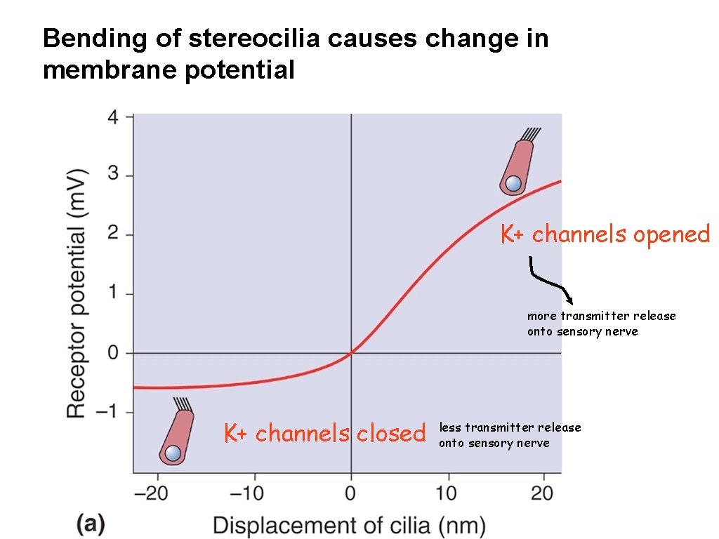 Bending of stereocilia causes change in membrane potential K+ channels opened more transmitter release