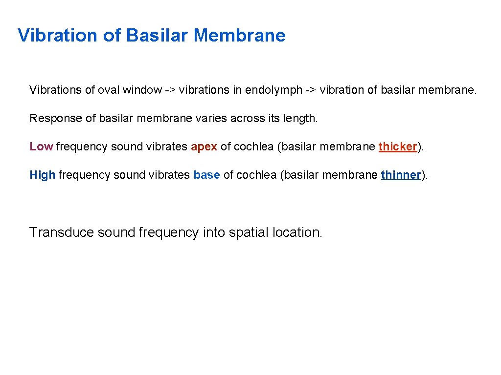 Vibration of Basilar Membrane Vibrations of oval window -> vibrations in endolymph -> vibration