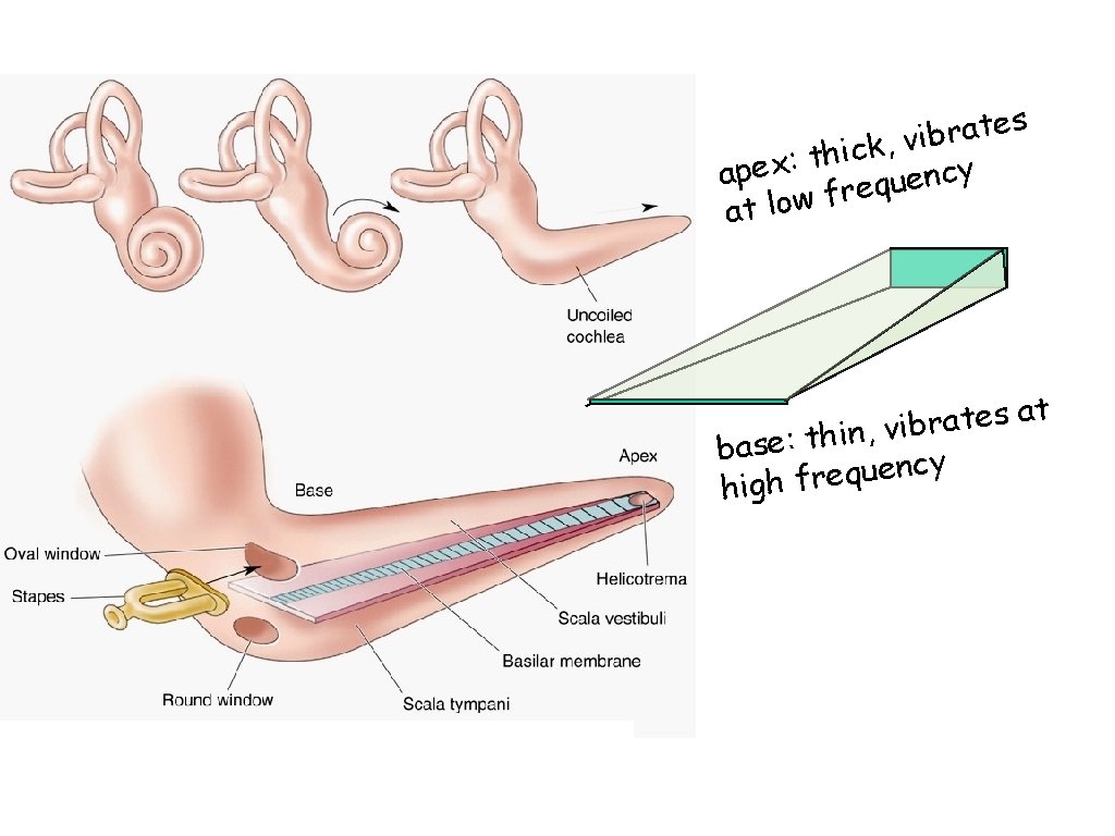 s e t a r b i v , k c i th :