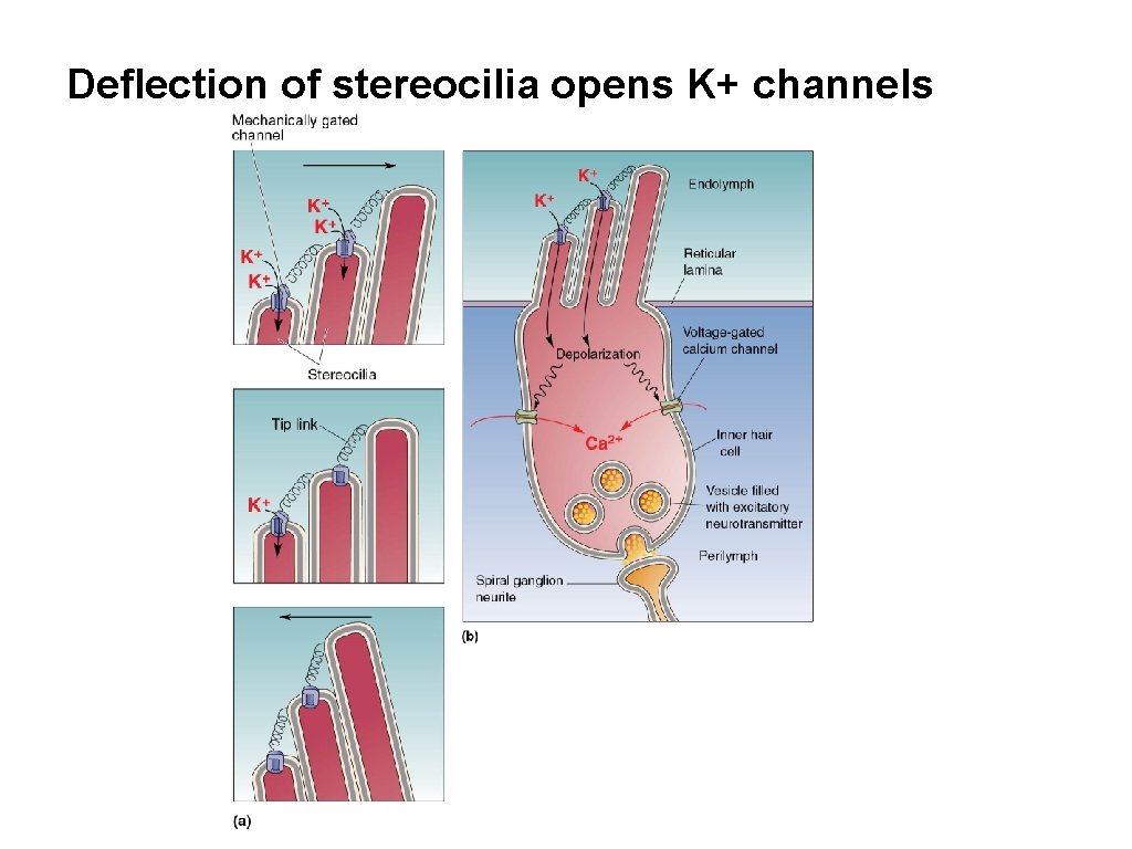 Deflection of stereocilia opens K+ channels 