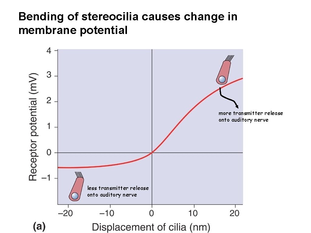 Bending of stereocilia causes change in membrane potential more transmitter release onto auditory nerve