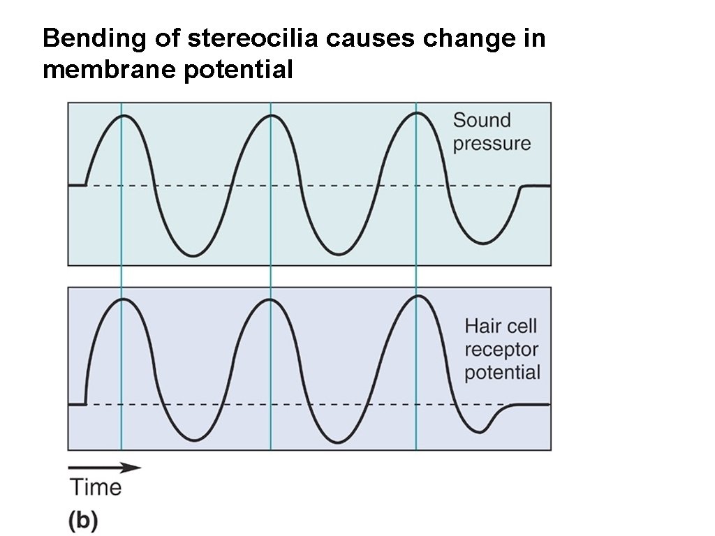 Bending of stereocilia causes change in membrane potential 