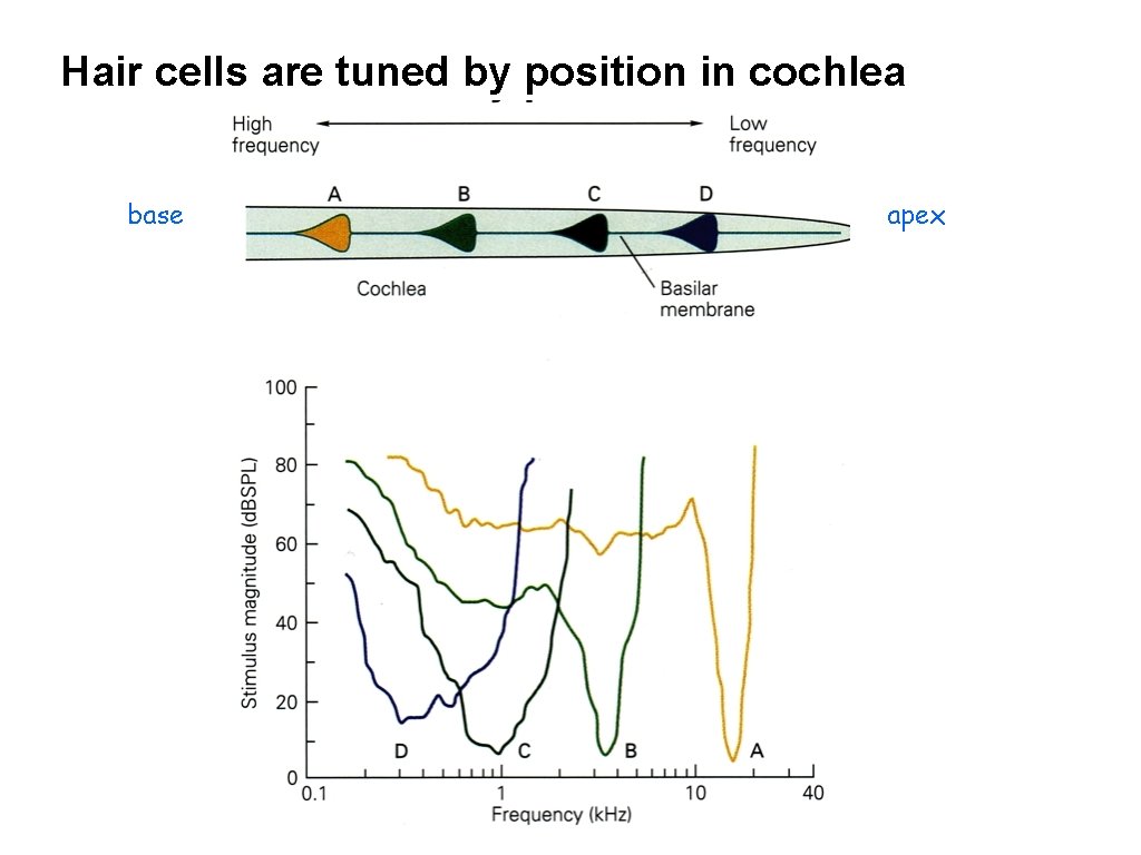 Hair cells are tuned by position in cochlea base apex 