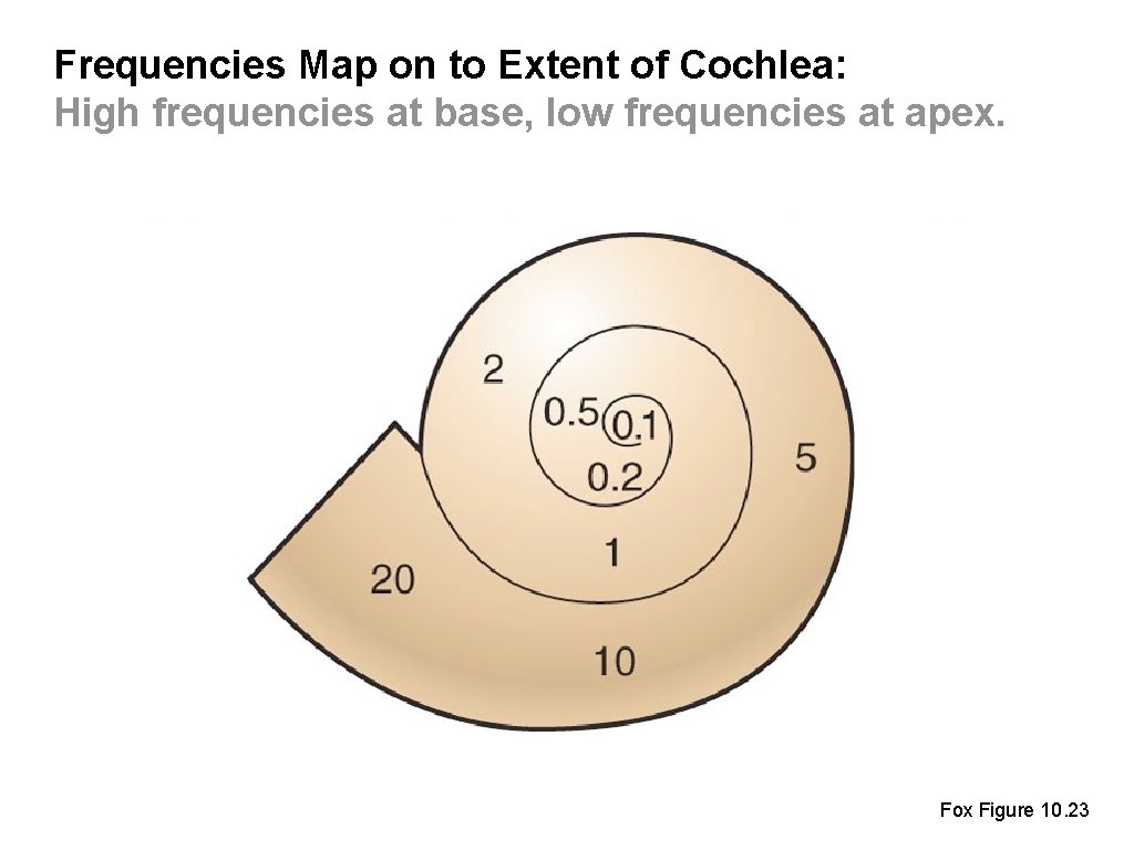 Frequencies Map on to Extent of Cochlea: High frequencies at base, low frequencies at