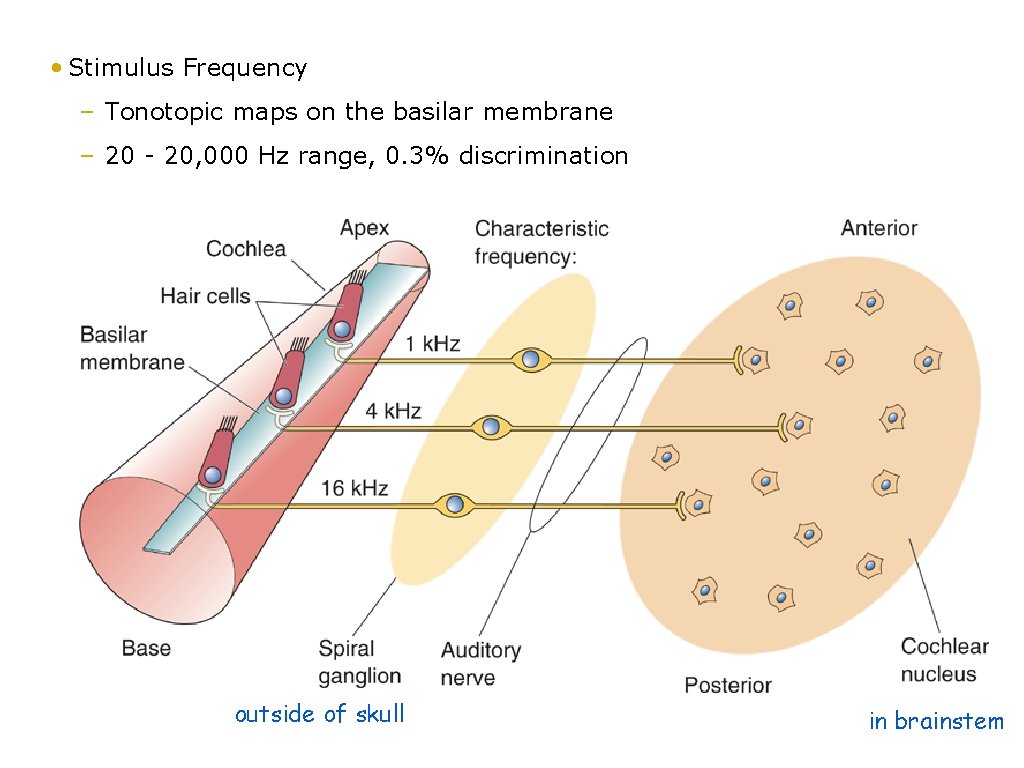  • Stimulus Frequency – Tonotopic maps on the basilar membrane – 20 -