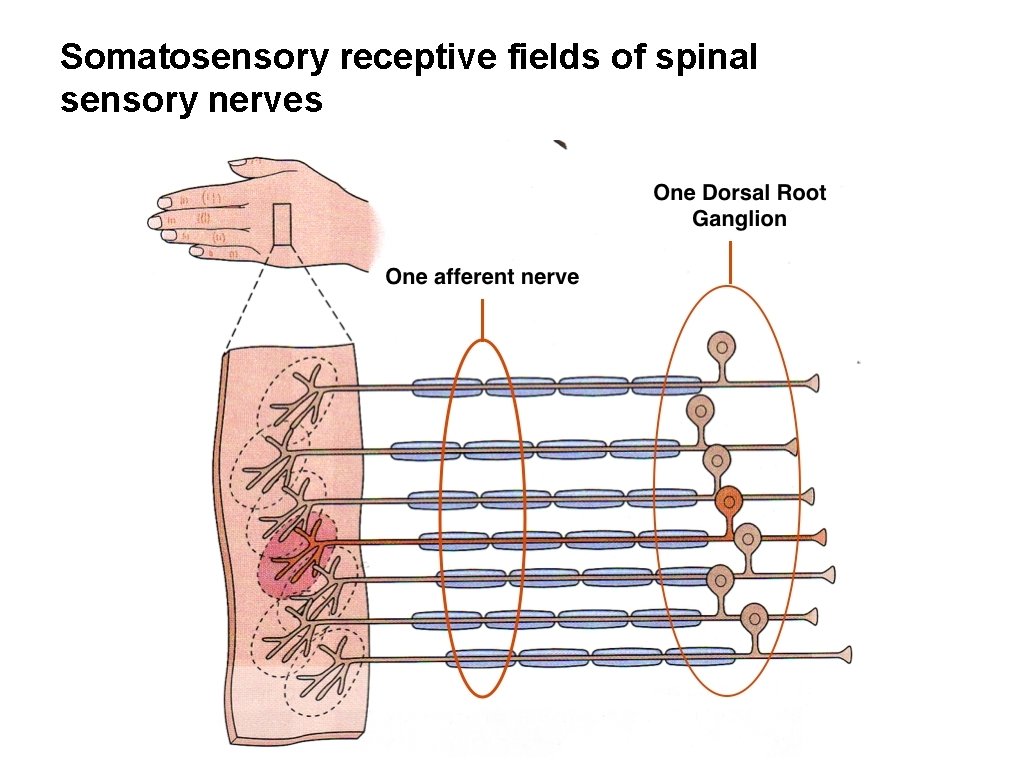 Somatosensory receptive fields of spinal sensory nerves 