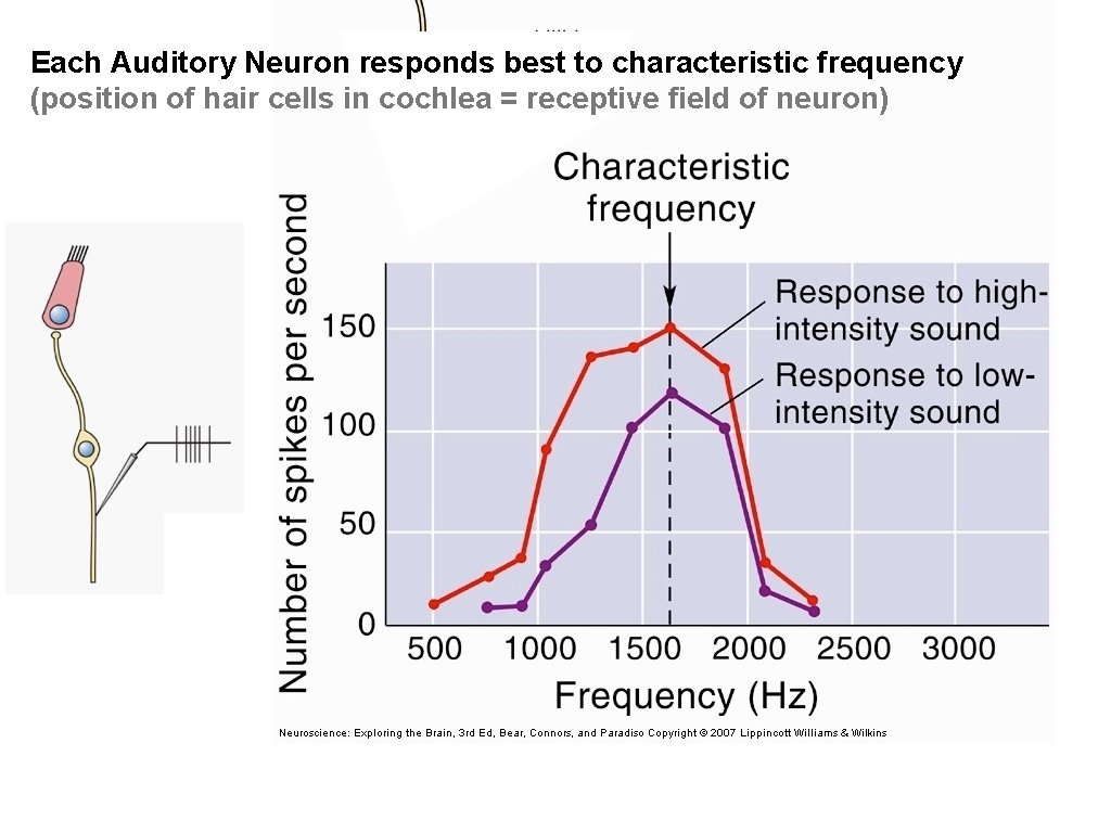 Each Auditory Neuron responds best to characteristic frequency (position of hair cells in cochlea