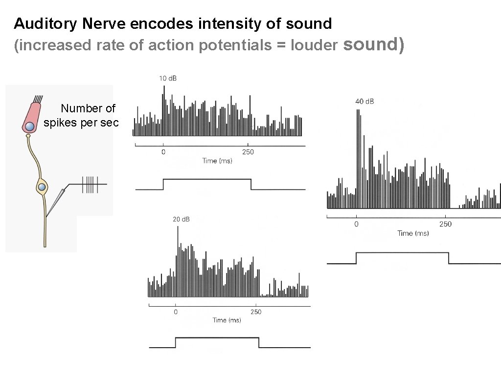 Auditory Nerve encodes intensity of sound (increased rate of action potentials = louder sound)
