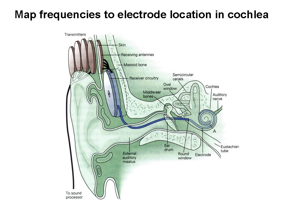 Map frequencies to electrode location in cochlea 
