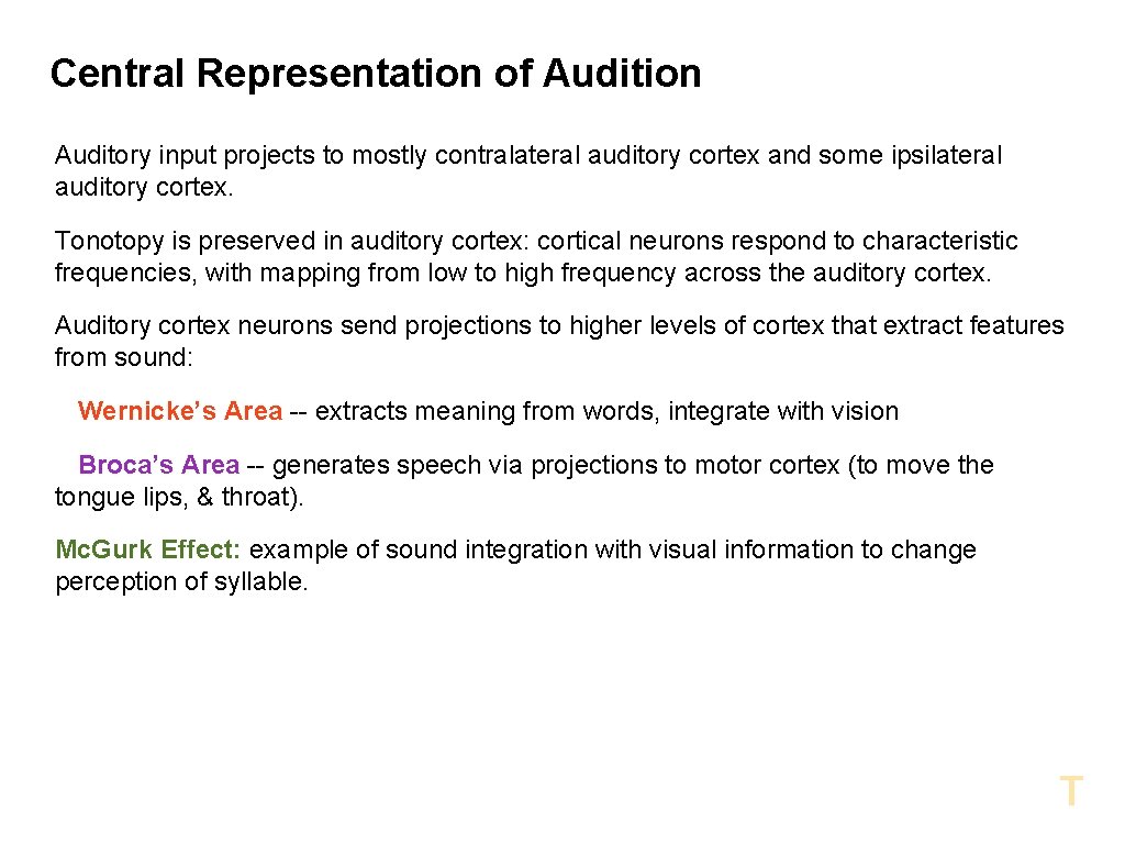 Central Representation of Audition Auditory input projects to mostly contralateral auditory cortex and some