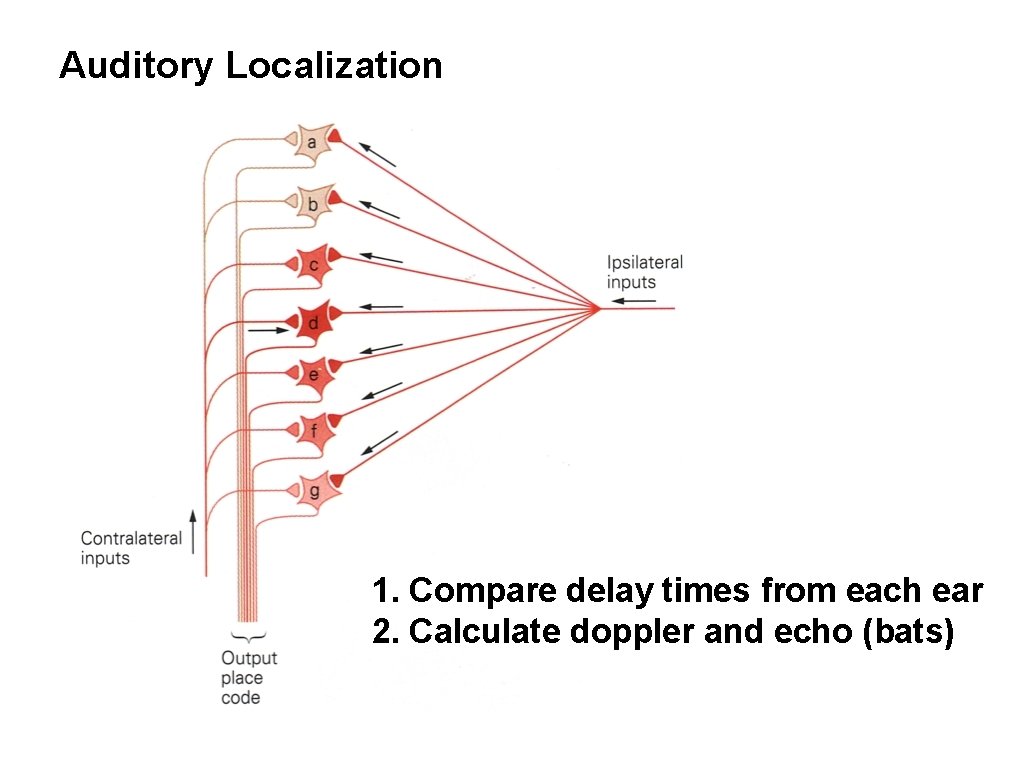 Auditory Localization 1. Compare delay times from each ear 2. Calculate doppler and echo