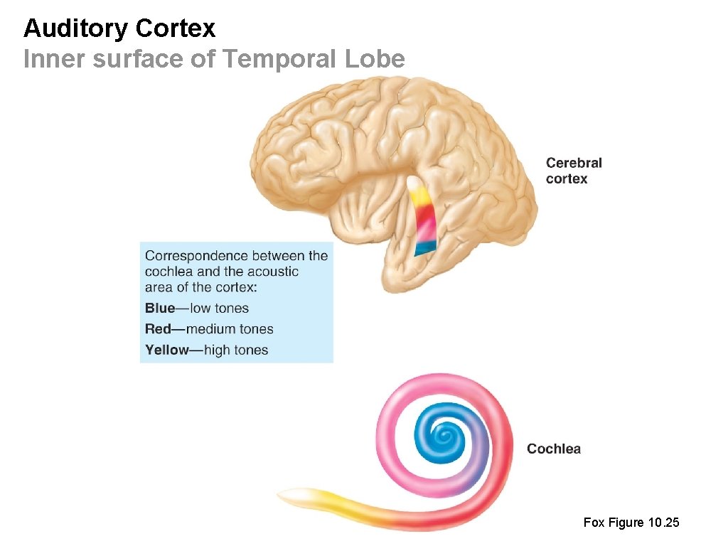 Auditory Cortex Inner surface of Temporal Lobe Fox Figure 10. 25 