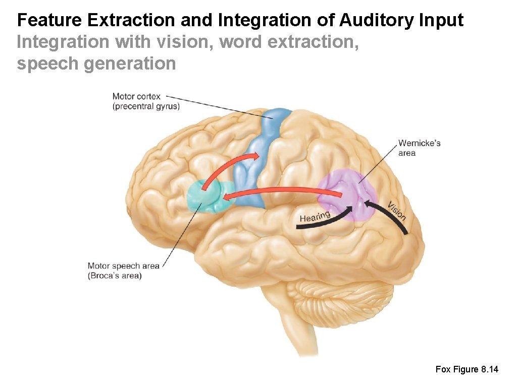 Feature Extraction and Integration of Auditory Input Integration with vision, word extraction, speech generation