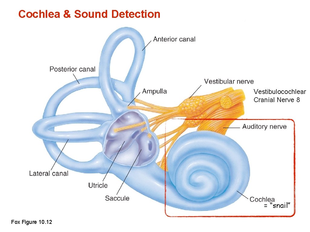 Cochlea & Sound Detection Vestibulocochlear Cranial Nerve 8 = “snail” Fox Figure 10. 12