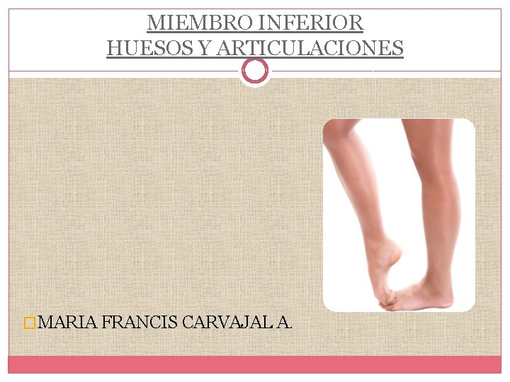 MIEMBRO INFERIOR HUESOS Y ARTICULACIONES �MARIA FRANCIS CARVAJAL A. 