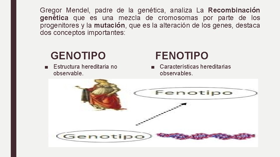 Gregor Mendel, padre de la genética, analiza La Recombinación genética que es una mezcla