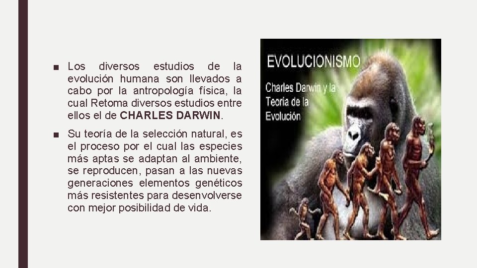 ■ Los diversos estudios de la evolución humana son llevados a cabo por la