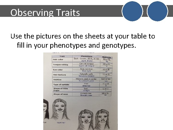 Observing Traits Use the pictures on the sheets at your table to fill in