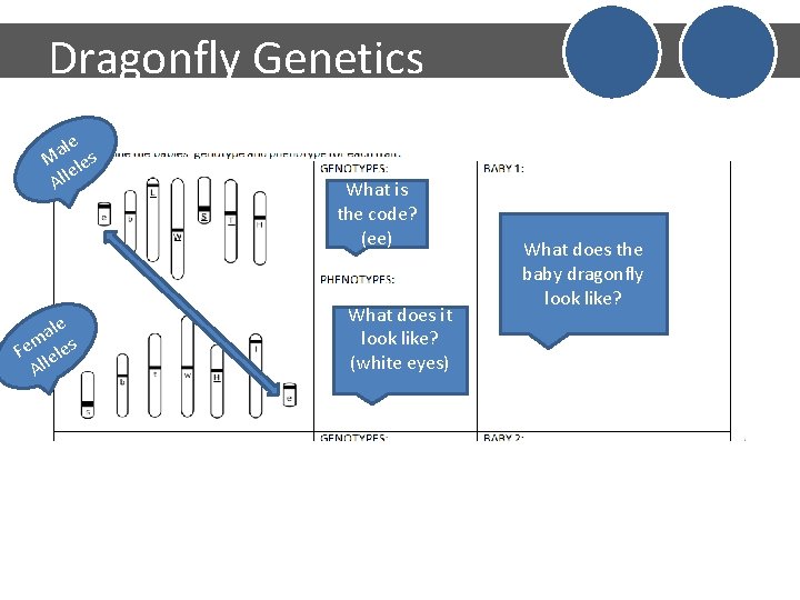 Dragonfly Genetics le a M les e All le a m Fe leles Al