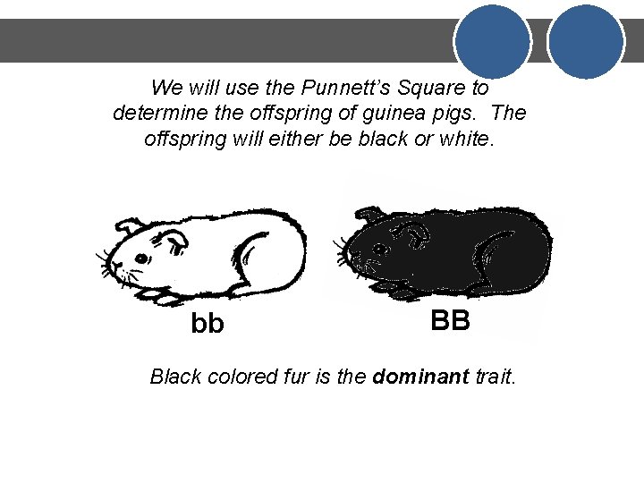 We will use the Punnett’s Square to determine the offspring of guinea pigs. The