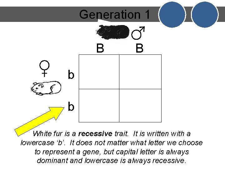 Generation 1 B B b b White fur is a recessive trait. It is