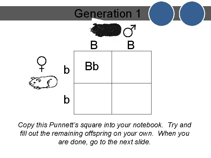Generation 1 B b B Bb b Copy this Punnett’s square into your notebook.