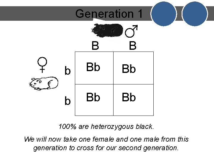 Generation 1 B B b Bb Bb 100% are heterozygous black. We will now
