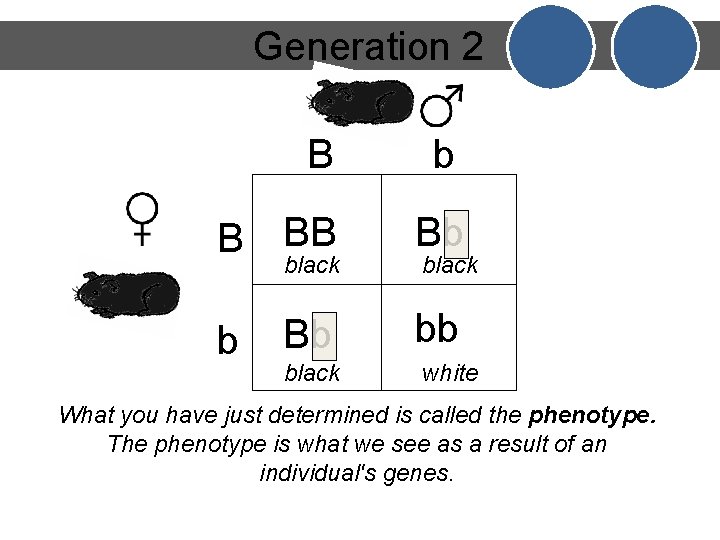 Generation 2 B b B BB Bb Bb bb black white black b black