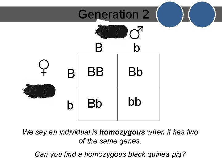 Generation 2 B b B BB Bb Bb bb b We say an individual