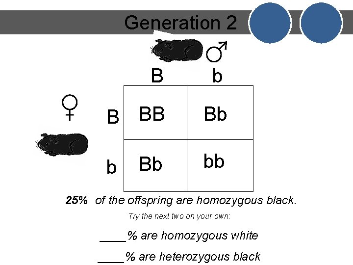 Generation 2 B b B BB Bb Bb bb b 25% of the offspring