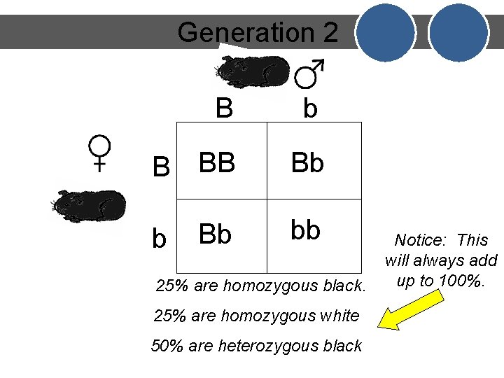 Generation 2 B b B BB Bb Bb bb b 25% are homozygous black.