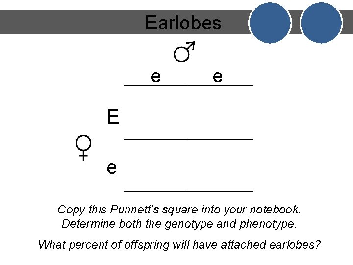 Earlobes e e E e Copy this Punnett’s square into your notebook. Determine both