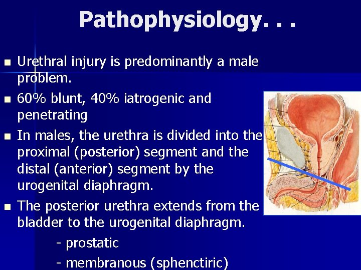 Pathophysiology. . . n n Urethral injury is predominantly a male problem. 60% blunt,