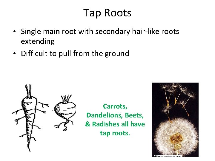 Tap Roots • Single main root with secondary hair-like roots extending • Difficult to