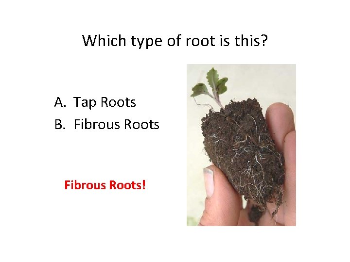 Which type of root is this? A. Tap Roots B. Fibrous Roots! 
