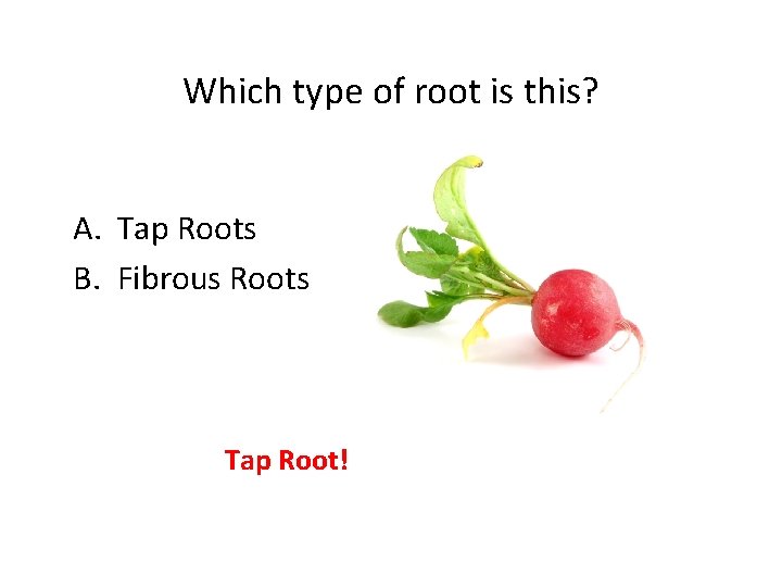 Which type of root is this? A. Tap Roots B. Fibrous Roots Tap Root!