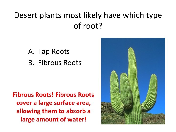 Desert plants most likely have which type of root? A. Tap Roots B. Fibrous
