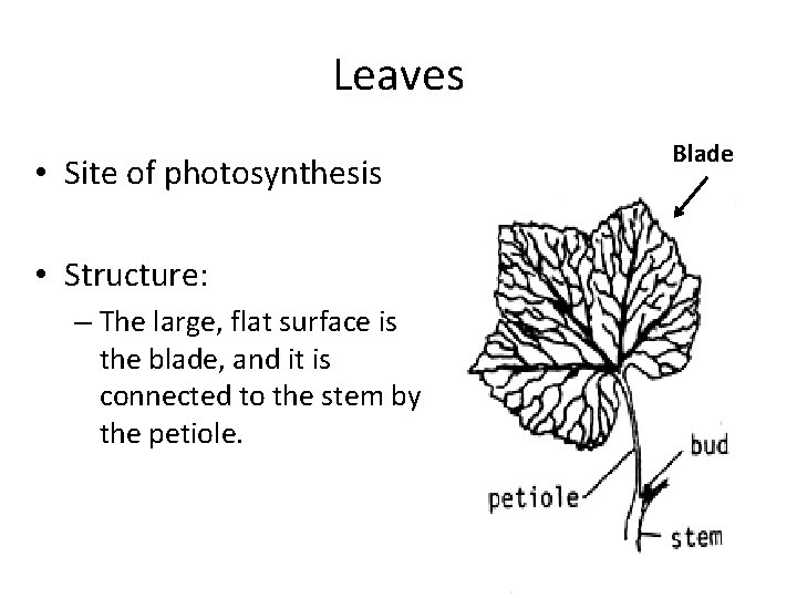 Leaves • Site of photosynthesis • Structure: – The large, flat surface is the